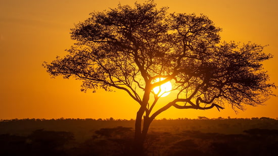 tree-7431830_1280